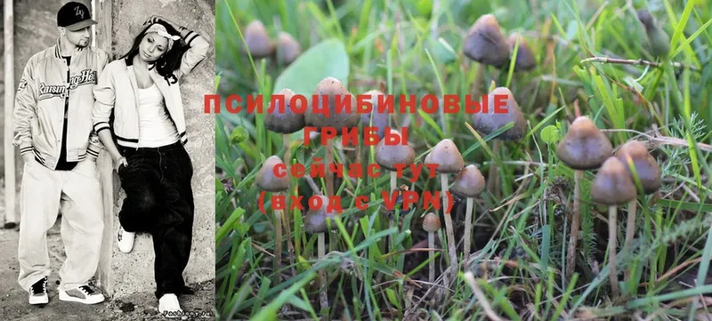 Галлюциногенные грибы Psilocybe  OMG tor  Златоуст  магазин продажи наркотиков 